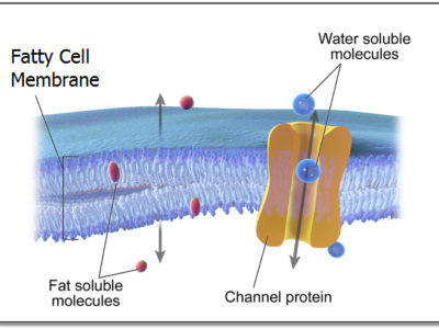 Balance Hormones by Eating More Fat & Get Better Fat Loss