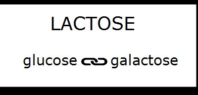 What is Lactose Intolerance & Do I Need to Quit All Milk?