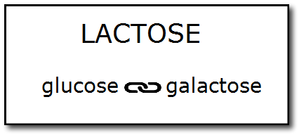 What is Lactose Intolerance & Do I Need to Quit All Milk?